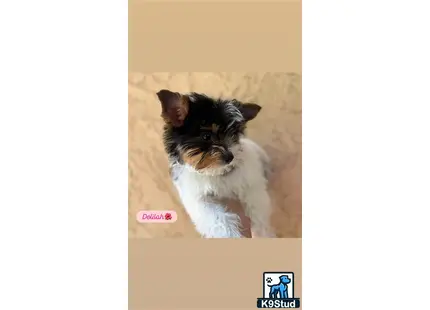 a yorkshire terrier dog looking up