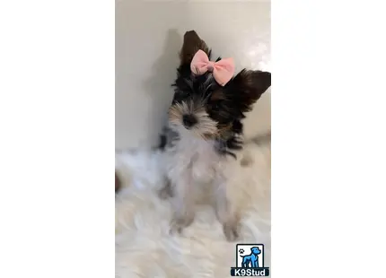 a yorkshire terrier dog wearing a pink bow