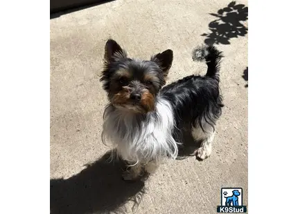 a yorkshire terrier dog standing on a concrete surface