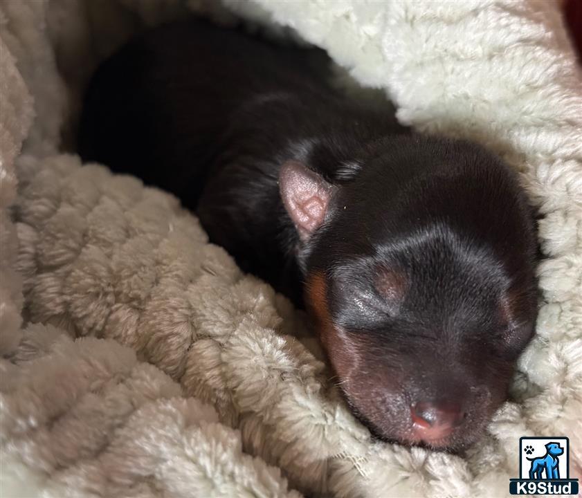 a small black pig