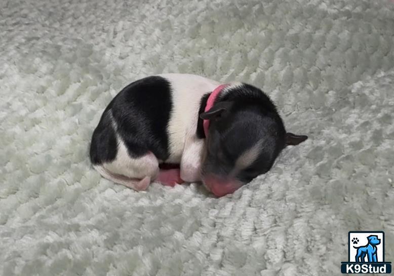 a black and white piglet