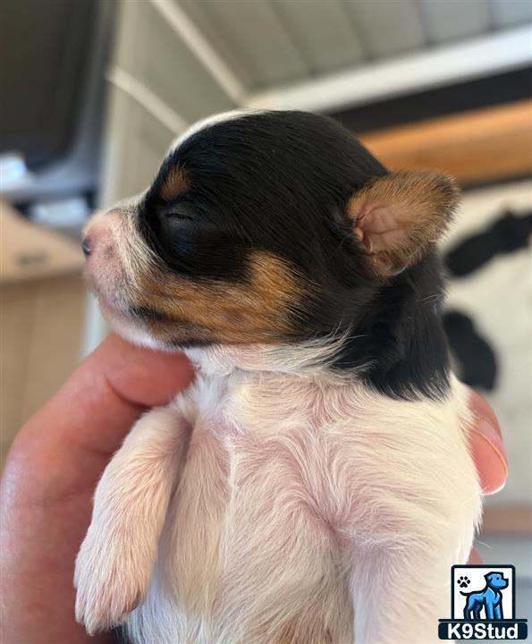a person holding a yorkshire terrier puppy