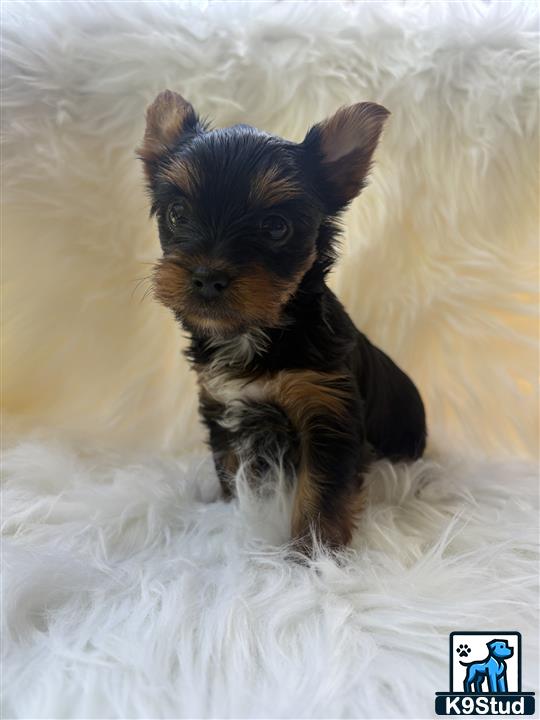 a small black yorkshire terrier dog running in the snow