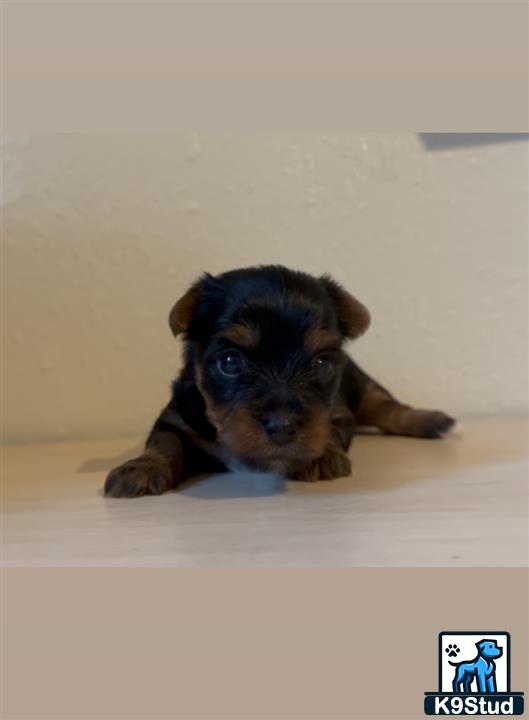 a small yorkshire terrier dog lying on the floor