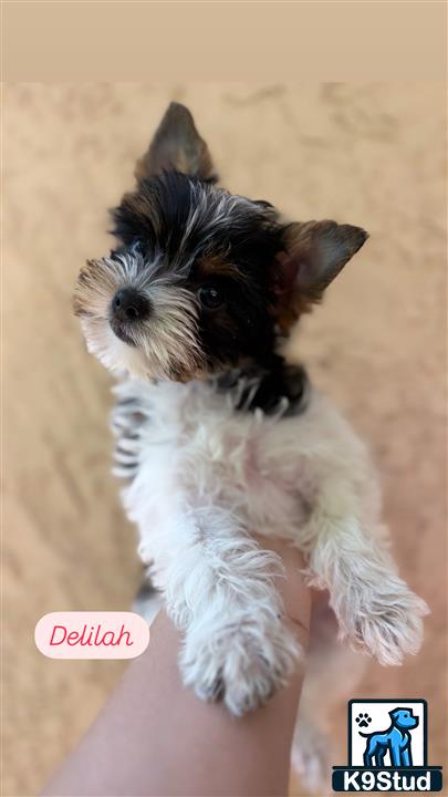 a small yorkshire terrier dog with a human hand
