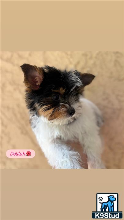 a yorkshire terrier dog looking up