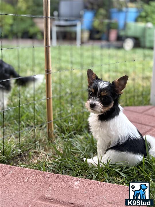 a yorkshire terrier dog sitting in the grass