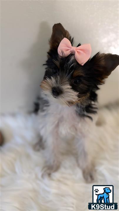 a yorkshire terrier dog wearing a pink bow