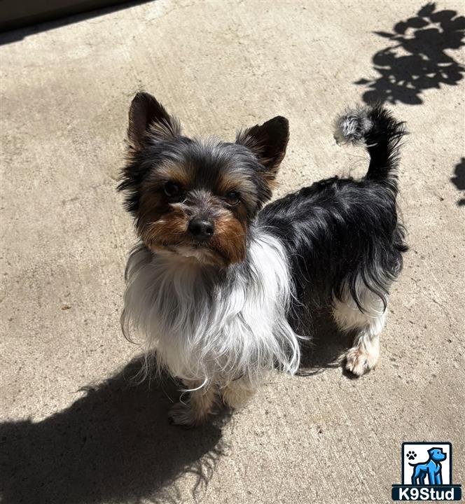 a yorkshire terrier dog standing on a concrete surface