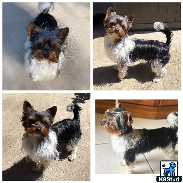 a collage of a yorkshire terrier dog