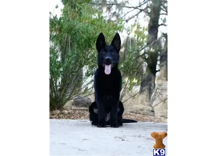German Shepherd puppy for sale: a black german shepherd dog sitting on a rock