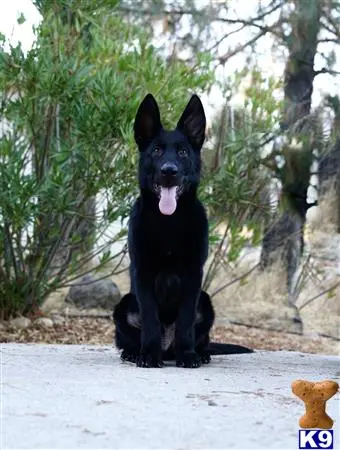German Shepherd puppy for sale: a black german shepherd dog sitting on a rock
