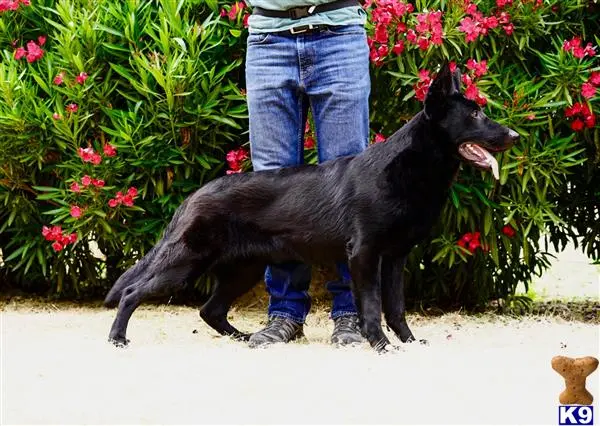 German Shepherd dog for sale: Black German Shepherd standing beside a person in a garden
