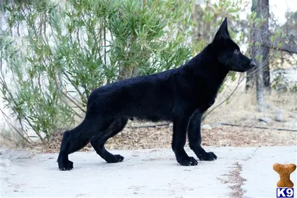 German Shepherd puppy for sale: a black german shepherd dog walking in the snow