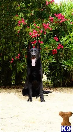 German Shepherd dog for sale: Black German Shepherd sitting in front of flowering bushes