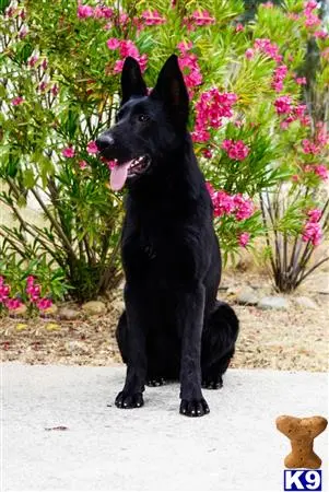 German Shepherd dog for sale: Black German Shepherd sitting in front of pink flowering bushes