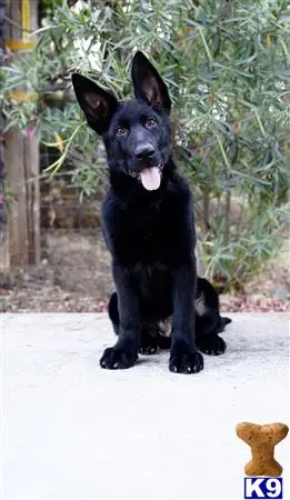 German Shepherd puppy for sale: a black german shepherd dog sitting on a sidewalk