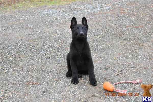 German Shepherd puppy for sale