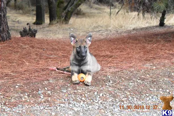 German Shepherd puppy for sale