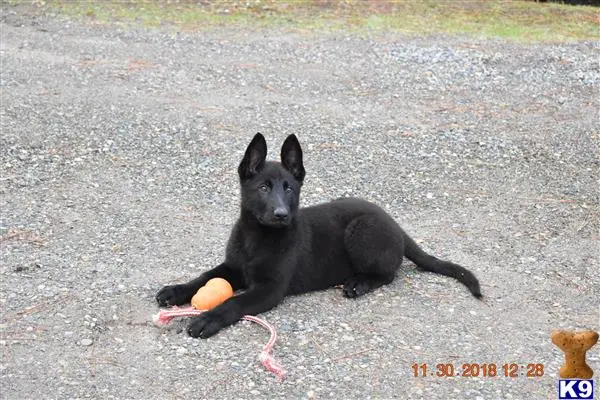 German Shepherd puppy for sale