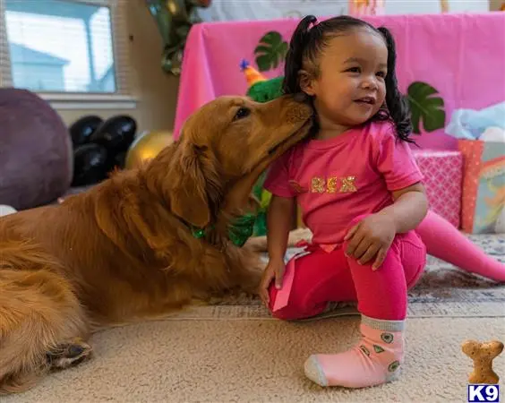 Golden Retriever stud dog