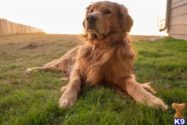 Golden Retriever stud dog