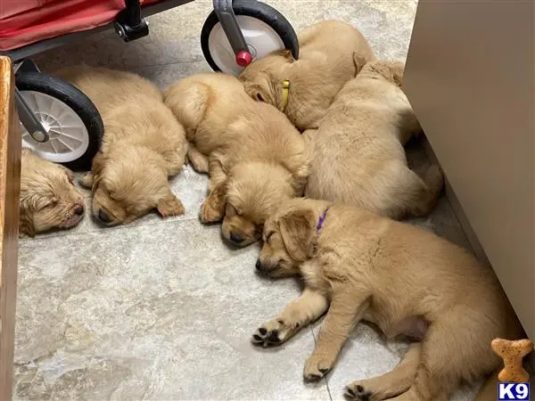 Golden Retriever stud dog