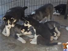 siberian husky puppy posted by yoshiboo101008