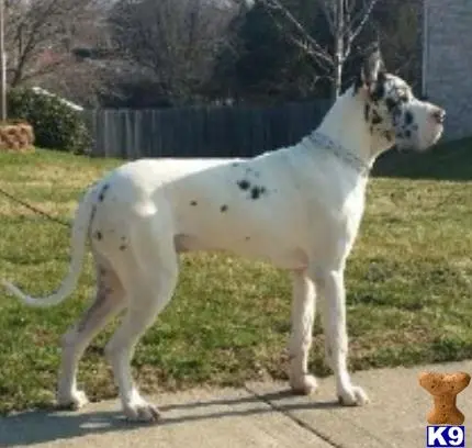 Great Dane stud dog