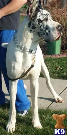 Great Dane stud dog