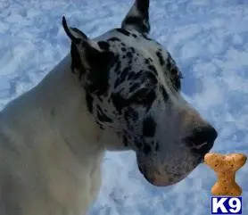 Great Dane stud dog