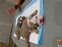 english bulldog puppy posted by youngkifi