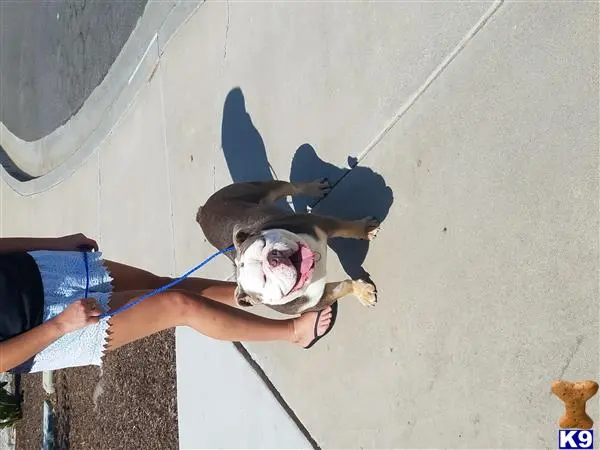 English Bulldog stud dog