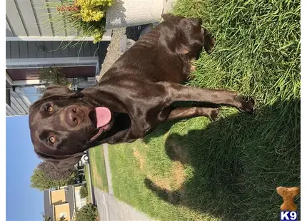 Labrador Retriever stud dog: a labrador retriever dog standing in a grassy area