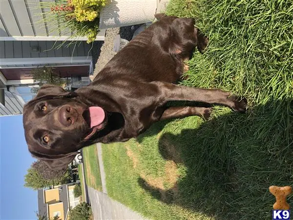 Labrador Retriever stud dog: a labrador retriever dog standing in a grassy area