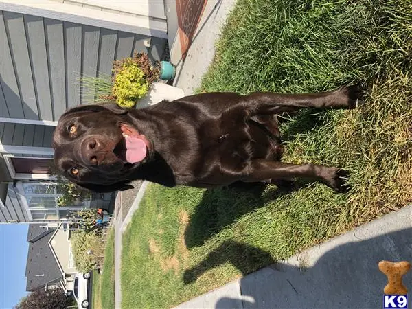 Labrador Retriever stud dog: a labrador retriever dog standing on grass