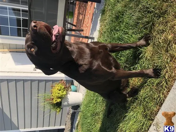 Labrador Retriever stud dog: a labrador retriever dog standing on its hind legs