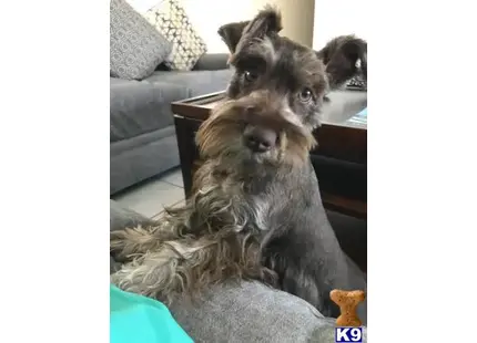 Miniature Schnauzer