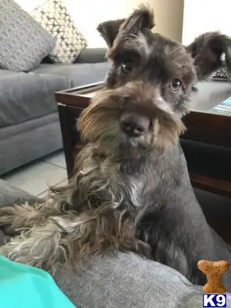 Miniature Schnauzer