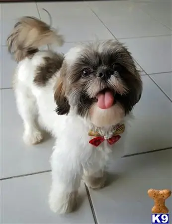 Shih Tzu