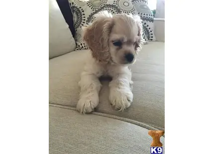 American Cocker Spaniel