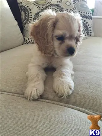 American Cocker Spaniel