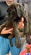 cane corso puppy posted by yuyoluca