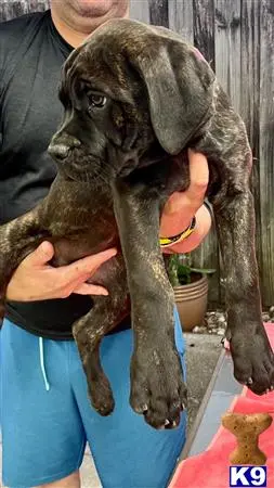 Cane Corso