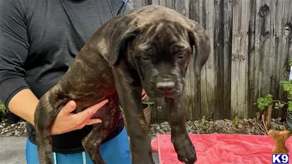 Cane Corso puppy for sale