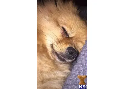 Pomeranian