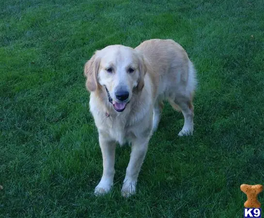 Golden Retriever stud dog