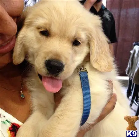 Golden Retriever stud dog