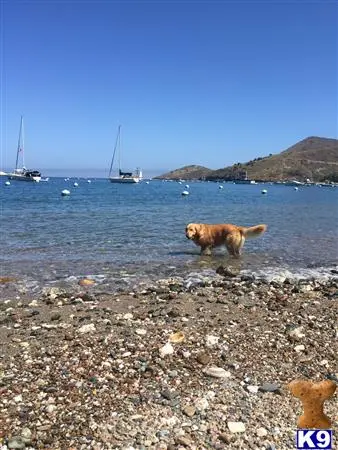 Golden Retriever stud dog