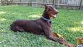 Doberman Pinscher stud dog
